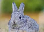 怎样鉴别兔子用牧草的质量