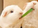 兔兔饮水的方法与使用器皿
