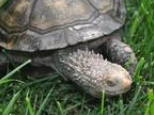 夏季如何养护龟龟