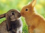什么品种的兔子最好养
