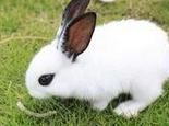 长毛兔疥癣病的预防与治疗