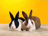 五种情况下兔兔不宜繁殖