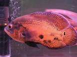 地图鱼的雌雄鉴别与繁殖
