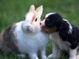 寵物兔用的疫苗介紹