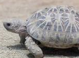 印度星龟的生活环境