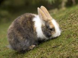 新养兔兔要及时检查兔球虫病