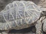 印度星龟的呼吸系统易患疾病