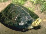 鷹嘴龜的飼養環境