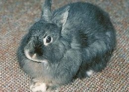 宠物兔盲肠的消化特点