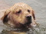 狗狗游泳時的注意事項