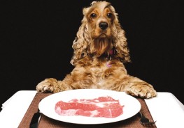 关于狗狗生食喂养的一些资料