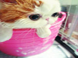 猫咪多久洗一次澡合适