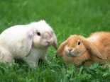 预防兔兔流行性肺炎