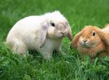兔兔的健康食物列表