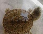 麝香龜的食譜和食量
