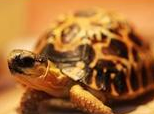 龟龟为什么会眼睛肿胀