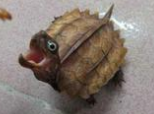 地龜的繁殖知識介紹