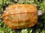 地龟的饲养知识