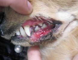 预防狗狗齿槽脓漏症