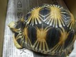 辐射陆龟的形态特征