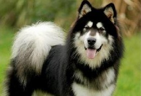 阿拉斯加雪橇犬（马拉密）的起源