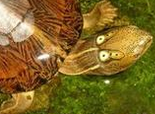 四眼斑水龜的繁殖知識