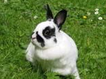 兔兔的美容知识