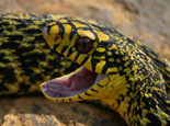 王錦蛇的繁殖特征