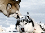 西伯利亚雪橇犬的训练方法