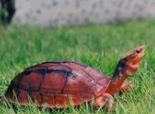 三线闭壳龟的繁殖知识