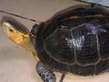 如何辨別黃緣閉殼龜的性別