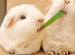 兔兔的四個基本訓練