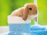 蓖麻可治療兔兔多種疾病