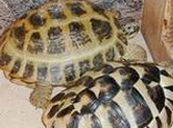 赫曼陆龟的龟种特性