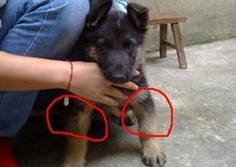 狗狗的前腿關節容易忽視問題
