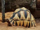 安哥洛卡象龜的生活習慣