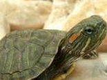 如何维持巴西龟的水质