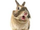 兔兔的叫声传达的信息