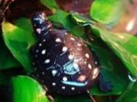 星点水龟的生活习性