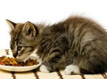 夏季谨防猫咪食物中毒
