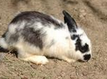 兔兔吃苜宿草的必要性