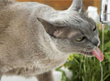 如何判斷貓咪飲水量以及怎樣讓貓咪多喝水
