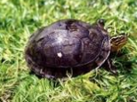 安布閉殼龜的資料簡介