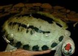 咸水泥彩龟的生活习性