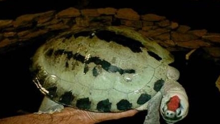 咸水泥彩龟的生活习性