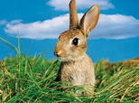 兔粮会呛入兔兔气管