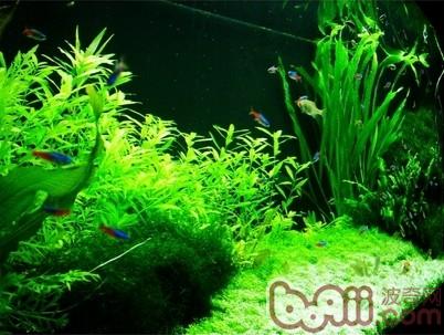 不同水族箱造景简介 不同水族箱造景简介