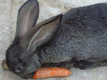 帶你走出兔兔吃紅蘿卜的誤區