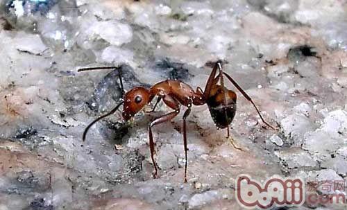 蚂蚁饲养的注意事项
