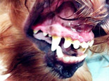 简介常见的犬类牙科问题